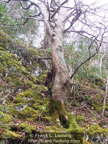 Dooney Rock, Lough Gill, County Sligo